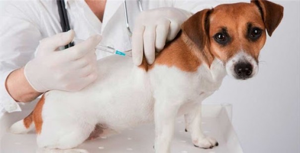 Osvaldo Cruz ter Campanha de Vacinao Antirrbica Animal