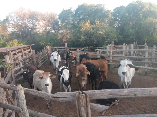 Ap�s pris�o de suspeito, pol�cia localiza centenas de cabe�as de gado furtadas