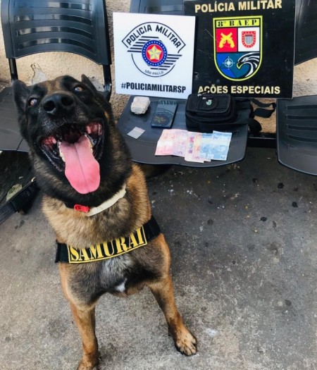 Com apoio de cão de faro, maconha e dinheiro são apreendidos pela Polícia Militar em Presidente Prudente