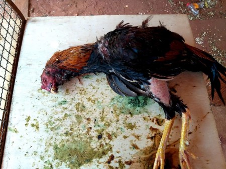 Polícia Ambiental aplica multa de mais de R$ 320 mil após flagrar rinha de galos em sítio