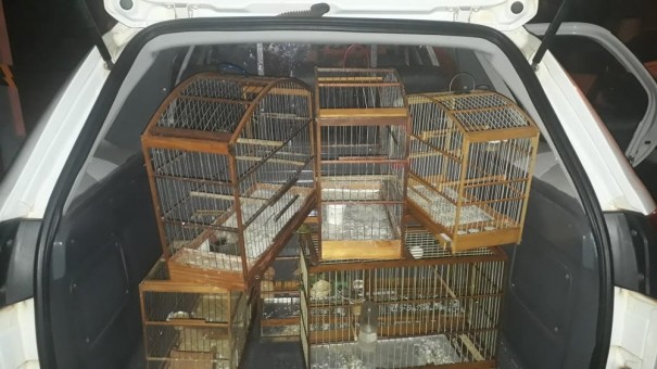 Pol�cia Ambiental resgata aves mantidas irregularmente em cativeiro a aplica R$ 4 mil em multas