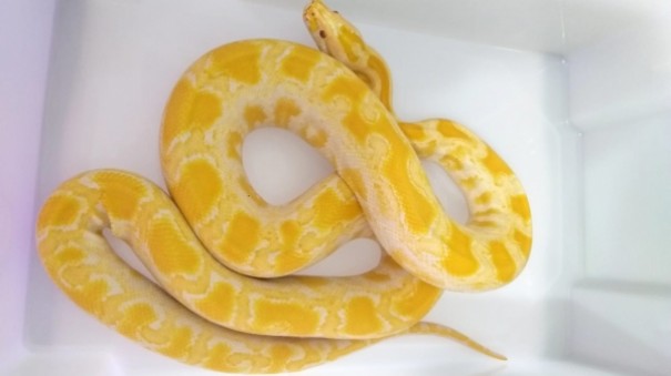 PM Ambiental encontra cobras ex�ticas e animais silvestres criados sem autoriza��o e aplica multas