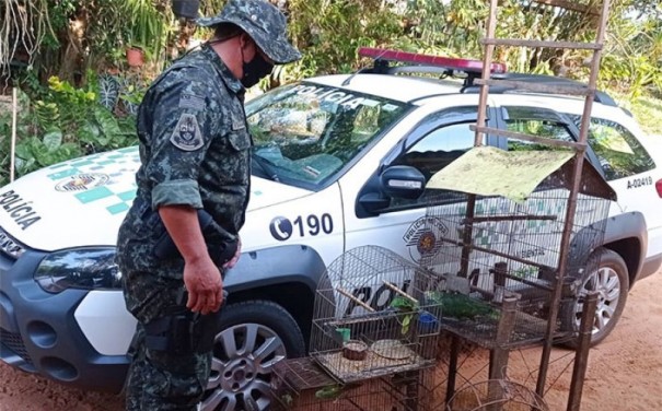 Pol�cia Ambiental apreende p�ssaros nativos em propriedade rural de Bastos