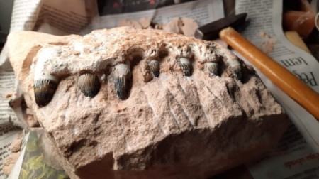 Eixo SP localiza fósseis de dinossauros em obras na SP-294, entre Pacaembu e Irapuru