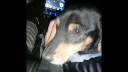 Polícia Civil de Salmourão investiga possível caso de violência sexual praticado contra um cachorro