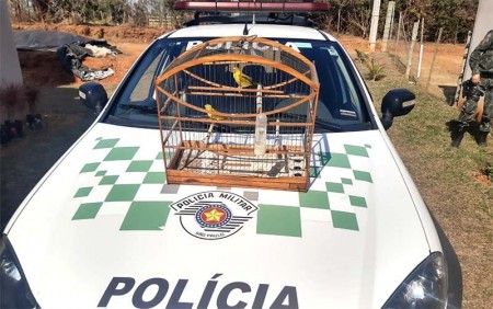 Polícia Ambiental de Tupã flagra morador com canário-da-terra e aplica multa de R$ 1 mil
