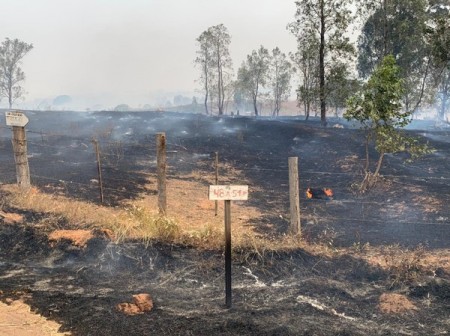Incêndio volta a atingir margens da Rodovia Júlio Budiski em trecho próximo ao local onde funcionário do DER morreu carbonizado