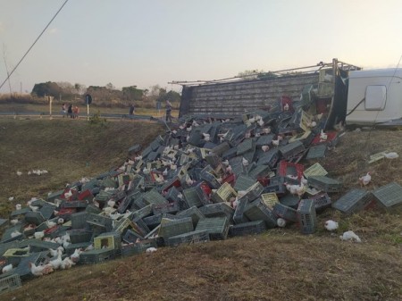 Caminhão tomba em rotatória na Rodovia da Integração e espalha carga de mais de 2 mil frangos vivos