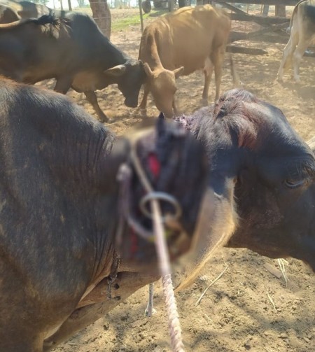 Homem leva multa de R$ 3 mil por maus-tratos a vaca contida com dispositivo rústico conhecido como canga no pescoço