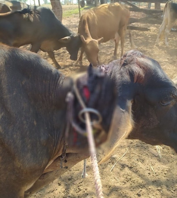 Homem leva multa de R$ 3 mil por maus-tratos a vaca contida com dispositivo rstico conhecido como canga no pescoo