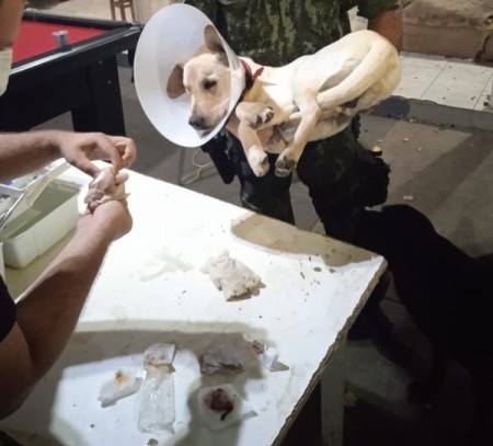 Após determinação judicial, universidade é obrigada a reintegrar alunos expulsos por envolvimento em castração irregular de cão em república