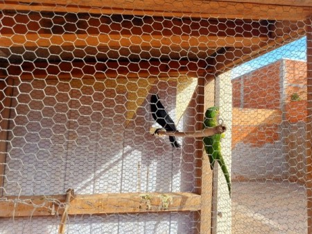 Morador de Pirapozinho recebe multa de R$ 2 mil por manter aves em cativeiro