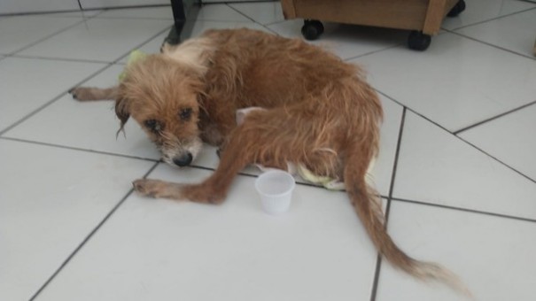 Morador de Rosana recebe multa de R$ 3 mil por maus-tratos a cadela