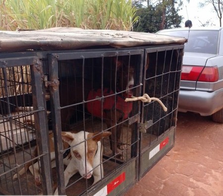 Homens são multados por caça predatória de animais silvestres na zona rural de Lucélia