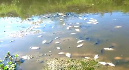 MARIÁPOLIS: Peixes mortos no Córrego dos Ranchos desperta atenção de morador