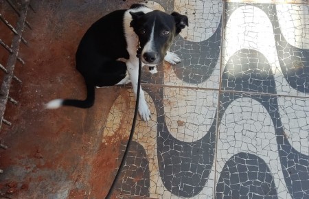 Polícia Ambiental resgata cachorro mantido preso sem água e comida em residência em Presidente Prudente