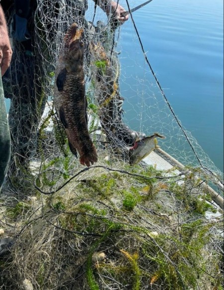 Polícia Ambiental recolhe 900 metros de redes sem identificação e solta no Rio Paraná 55kg de peixes que estavam presos nas malhas