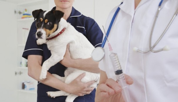 Vera Morena sanciona Lei que cria SUS Animal