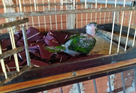 Polícia Ambiental de Tupã apreende filhote de maritaca em residência de Parnaso