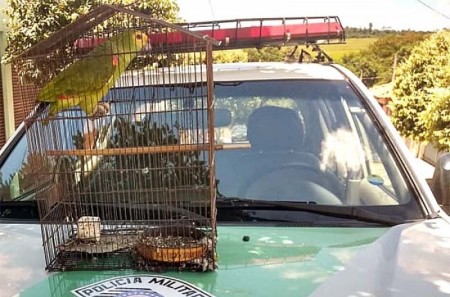 Polícia Ambiental de Tupã apreende ave silvestre em residência de Borá