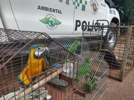 Polícia Militar Ambiental encaminha 14 animais para entidade protetora da fauna silvestre