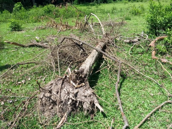 Sitiante recebe multa de R$ 3 mil pela derrubada irregular de dez �rvores em Alfredo Marcondes