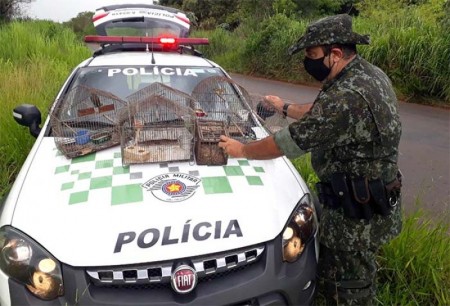 Tupãense é multado em R$2,5 mil por manter aves nativas em cativeiro