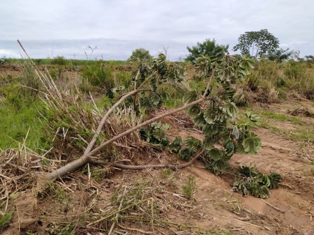 Polícia Ambiental constata derrubada de 144 árvores nativas em propriedades rurais e aplica mais de R$ 40 mil em multas