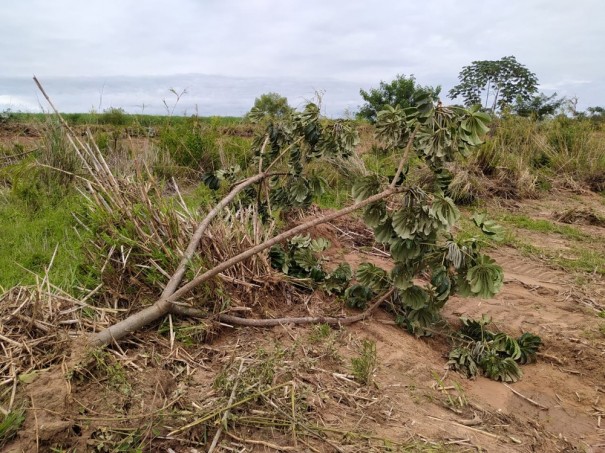 Pol�cia Ambiental constata derrubada de 144 �rvores nativas em propriedades rurais e aplica mais de R$ 40 mil em multas