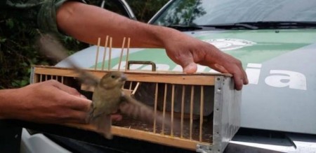 Polícia Ambiental devolve mais de 600 animais à natureza