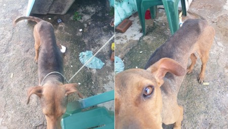ONG flagra cachorro em situação de maus-tratos e dono é preso em Marília