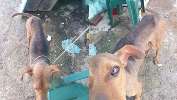 ONG flagra cachorro em situa��o de maus-tratos e dono � preso em Mar�lia