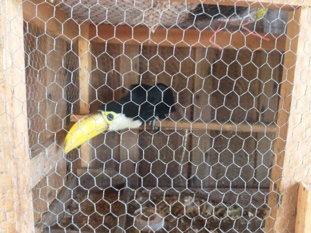 Fiscalização resgata aves silvestres mantidas irregularmente em cativeiro e apreende armas e munições em Rancharia