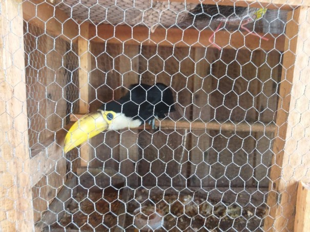 Fiscaliza��o resgata aves silvestres mantidas irregularmente em cativeiro e apreende armas e muni��es em Rancharia