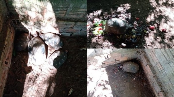 Pol�cia Ambiental apreende jabutis em cativeiro, em Tup�