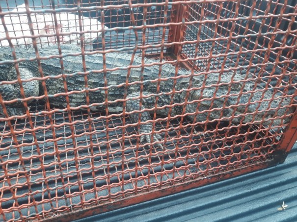 Jacar� de quase 2 metros � resgatado pelo Corpo de Bombeiros em piscina de clube em Presidente Venceslau