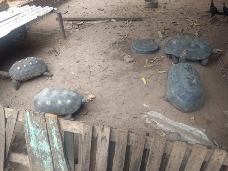 Polícia Ambiental resgata 11 jabutis mantidos em cativeiro e multa homem em R$ 5,5 mil