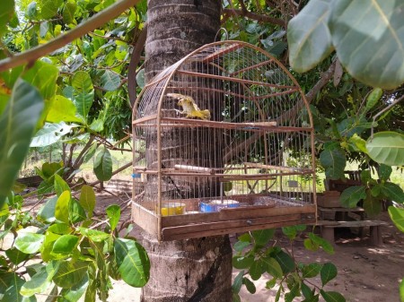 Sitiante é multado em R$ 5 mil por manter aves silvestres em cativeiro em Dracena