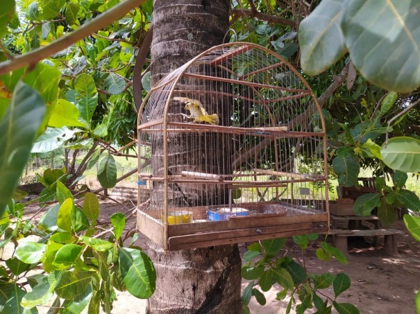 Sitiante  multado em R$ 5 mil por manter aves silvestres em cativeiro em Dracena