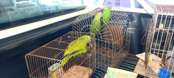 Ap�s den�ncia, homem � multado em R$ 1,5 mil por manter aves silvestres em cativeiro