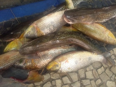 Polícia Ambiental apreende 31 kg de peixes e aplica multa de mais de R$ 1,3 mil em Adamantina