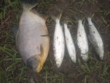 Polícia Ambiental flagra pesca irregular no Rio Paranapanema e três homens são multados em mais de R$ 2,1 mil