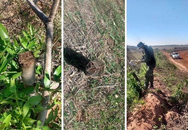 Corte de �rvores nativas em Tup� rende multa de mais de R$ 16 mil