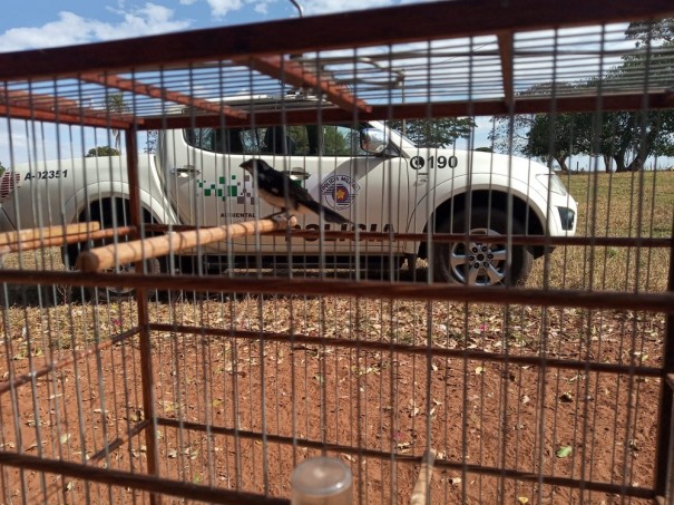 Pol�cia Ambiental resgata ave mantida irregularmente em cativeiro e a solta no Parque Estadual do Rio do Peixe