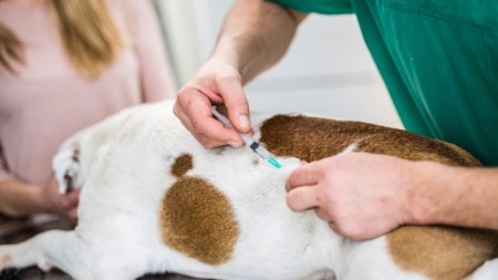 Osvaldo Cruz faz hoje nova etapa de vacinação antirrábica animal 