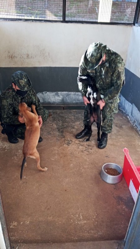 Polícia Ambiental autua prudentino em R$ 3 mil por agredir e amordaçar cão 
