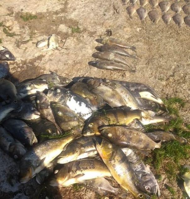 Pescadores relacionam morte de peixes com queda no nvel do Rio Paran aps reduo de vazo em usina hidreltrica