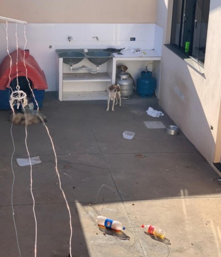 Rapaz é multado em R$ 12 mil por maus-tratos a animais domésticos e morte de cão, em Presidente Venceslau