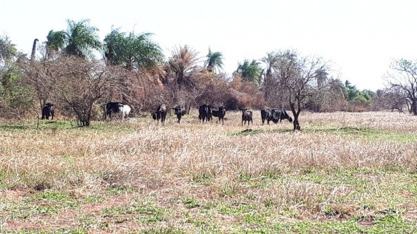 Assentado  autuado em R$ 21,3 mil por pastoreio de bovinos em rea de regenerao natural
