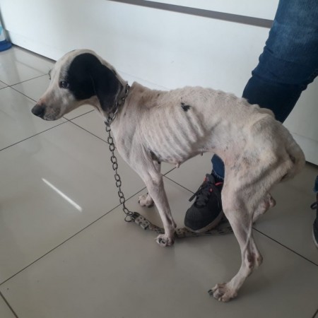 Três cães vítimas de maus-tratos são resgatados durante operação da Polícia Ambiental